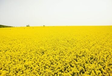 【北海道】2015年滝川駅幸福之丘油菜花節