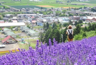 【2016年北海道富良野】五大薰衣草花田評比大公開