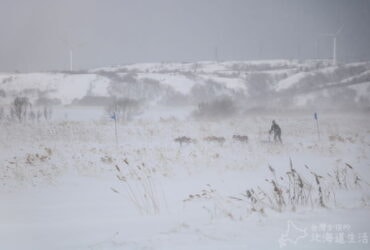 【北海道稚内】冬天2017年全國狗拉雪橇稚內大會