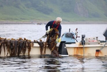 【北海道知床半島】有一百年歷史的羅臼昆布文化
