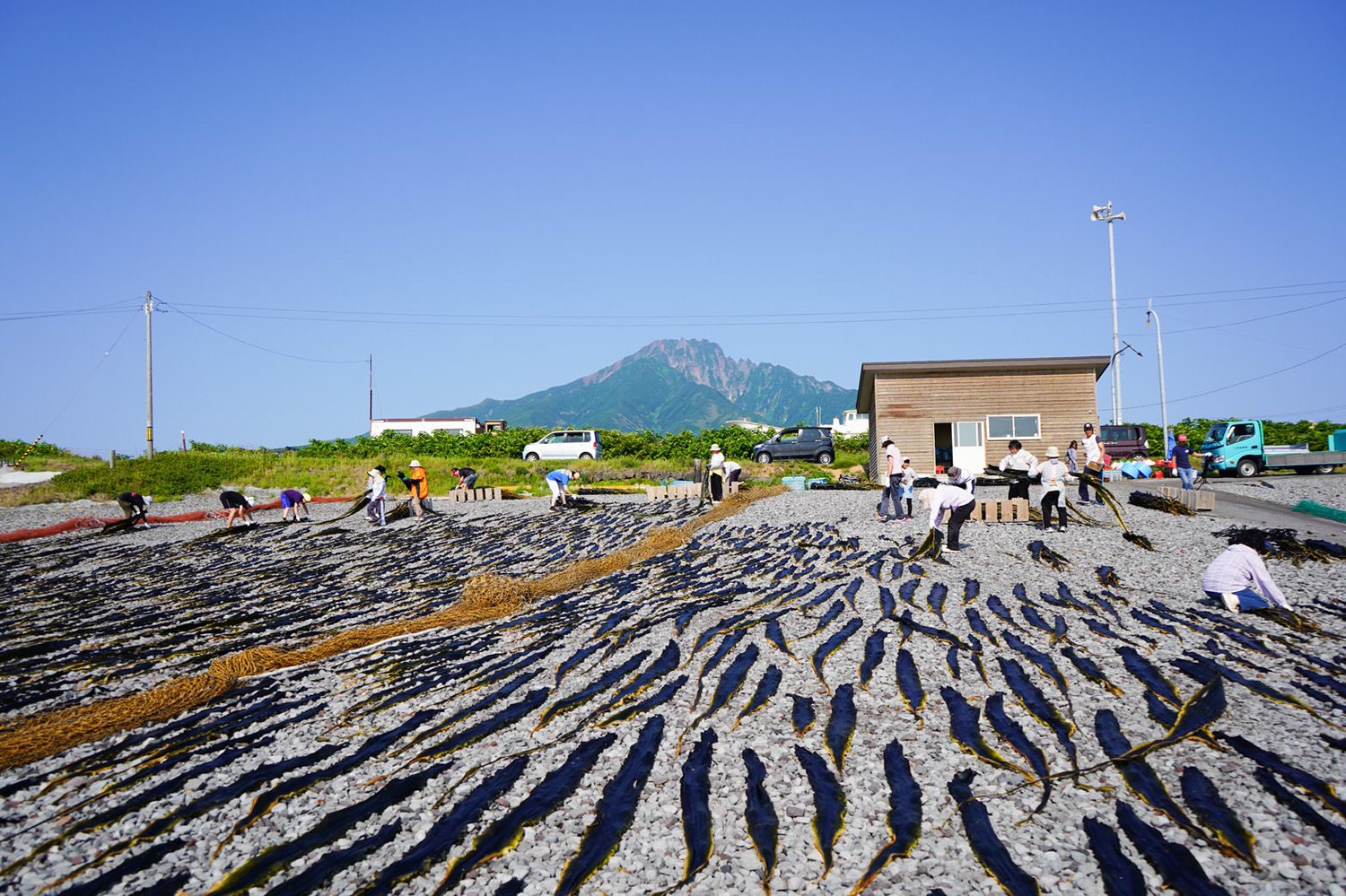 北海道利尻島 昆布漁 從昆布的採收到進倉庫 完整大公開 台灣女子的北海道生活