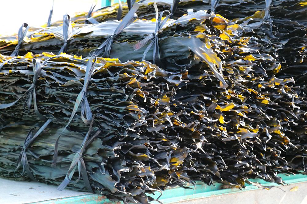 北海道利尻島 昆布漁 從昆布的採收到進倉庫 完整大公開 台灣女子的北海道生活